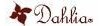Dahlia Coupons